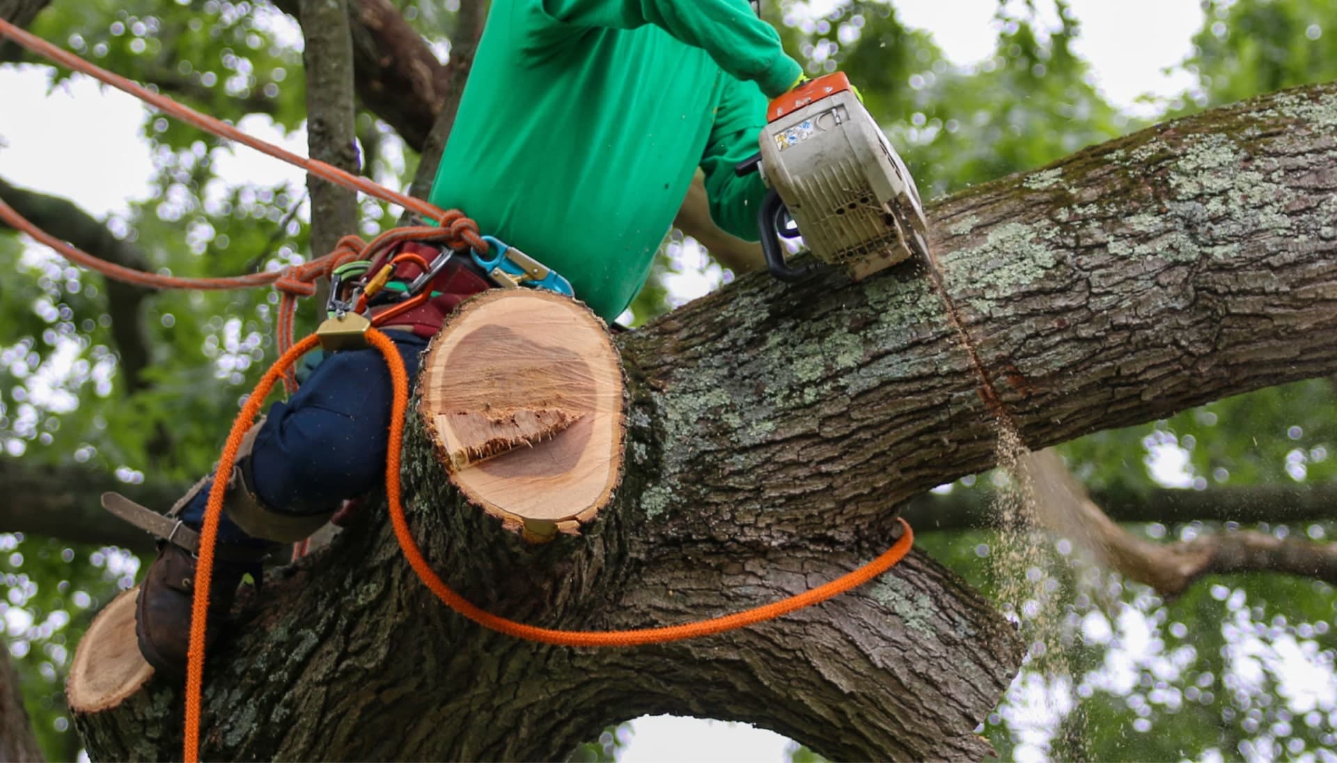 A tree being trimmed in Clifton Park, NY.