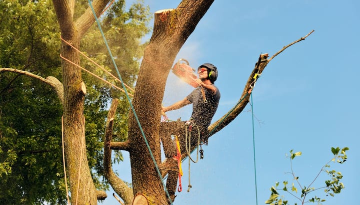 clifton park tree removal