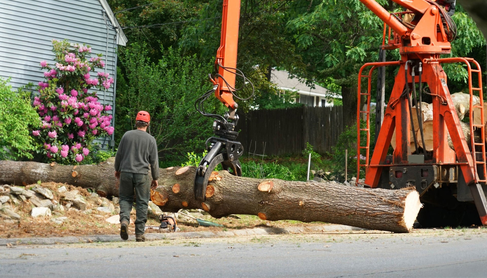 A tree knocked over by tree trimming professionals in Clifton Park, NY.