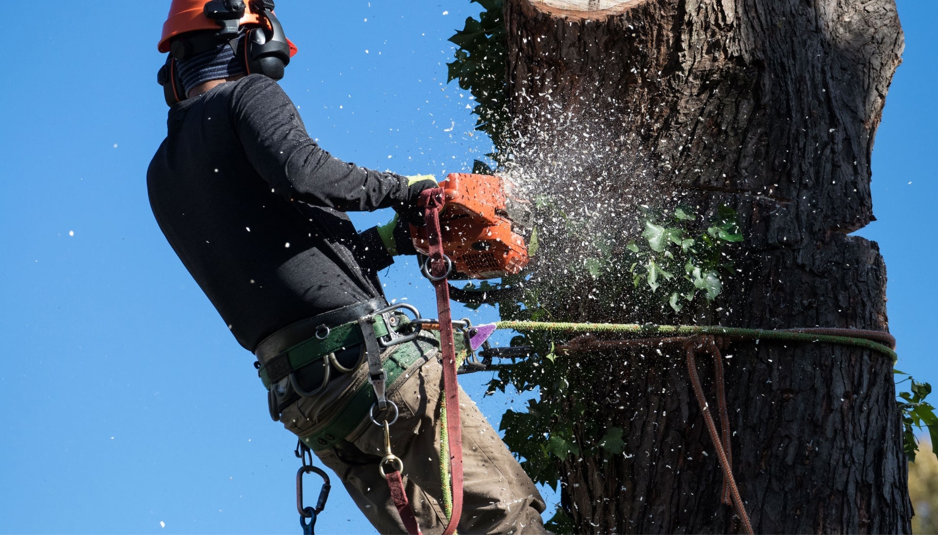 A tree trimming expert chopping a tree in Clifton Park, NY.